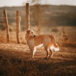 Hondenomheining: Veiligheid en Vrijheid in de Natuur